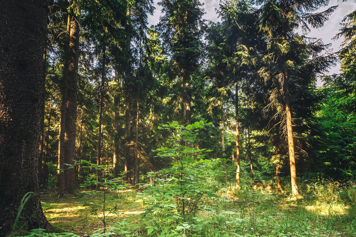 Tisková zpráva – Adaptační strategie pro lesy Mendelovy univerzity