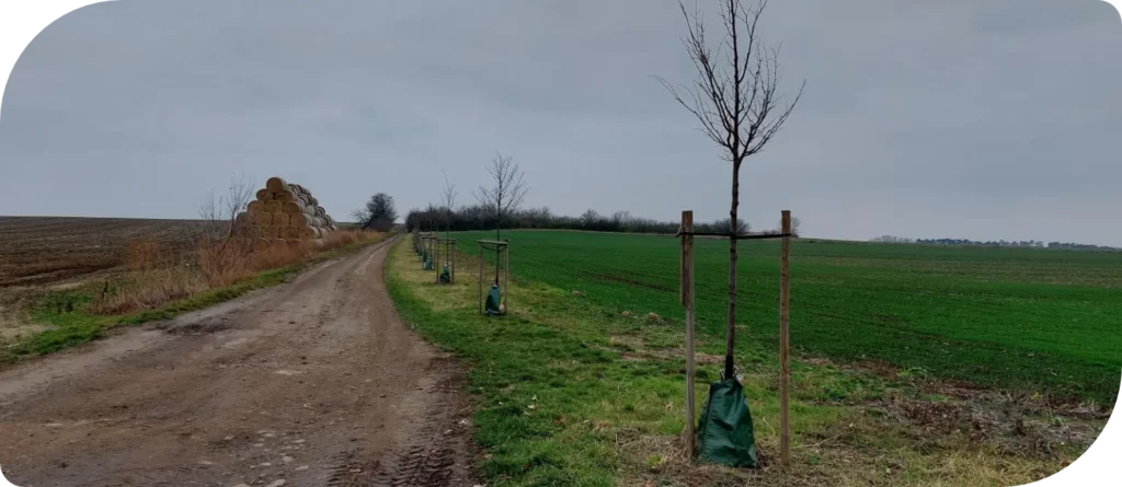 3.) Mneteš - Vysázená nová alej podél cesty do Loucké, realizováno na základě ÚSK ORP Roudnice nad Labem